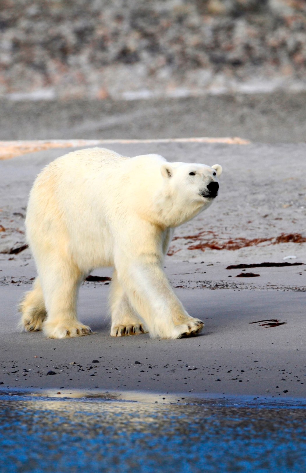 Svalbard Expedition Cruise (Wednesday dep.)